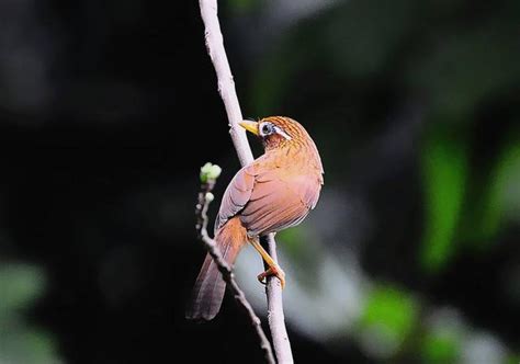 養鳥 風水|【家裡養鳥】家裡養鳥禁忌全攻略！風水注意事項不可不知